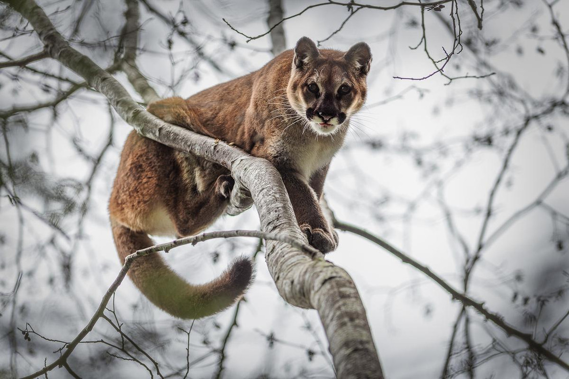 Puma in tree